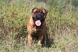 BULLMASTIFF 093